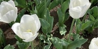 佐倉ふるさと広場