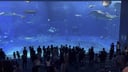 美ら海水族館のイメージ画像