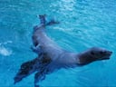 桂浜水族館のイメージ画像