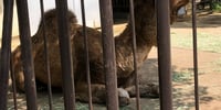 姫路市立動物園