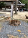 奈良公園のイメージ画像