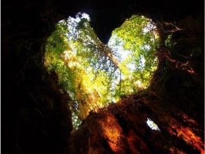 【鹿児島・屋久島】世界自然遺産の屋久島で憧れの縄文杉トレッキング！（往復約22km・10時間）