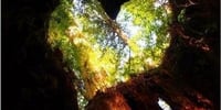 【鹿児島・屋久島】世界自然遺産の屋久島で憧れの縄文杉トレッキング!(往復約22km・10時間)