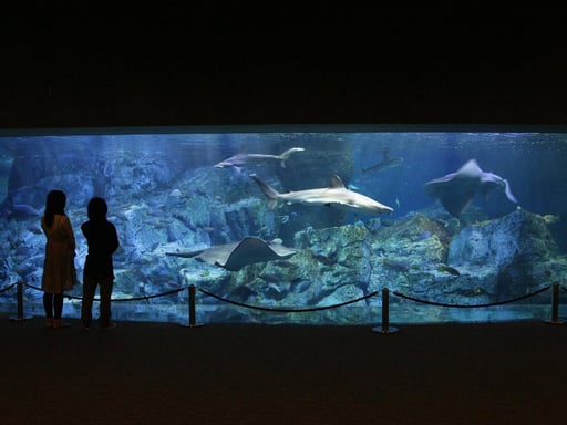 大分マリーンパレス水族館「うみたまご」(即日発券)