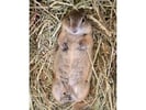 【茨城・阿見町】プレーリードッグふれあい体験｜小さなお子様も歓迎！ANIMAの体験