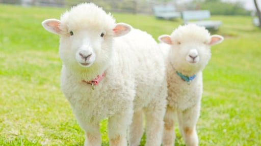 千葉 マザー牧場 入場チケット(即日発券)