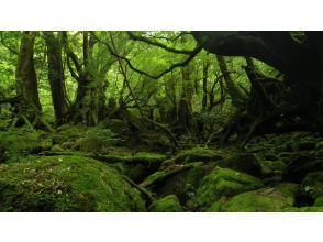【鹿児島・屋久島】白谷雲水峡の苔むす森、初心者OK！ガイドと森歩き半日コース