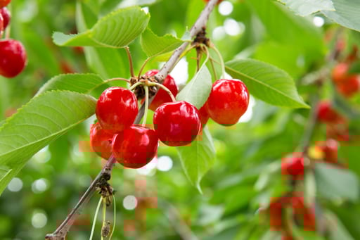 山形 さくらんぼ狩り 園内食べ放題【30分プラン／60分プラン】予約＜雨の日でも安心！テント完備＞
