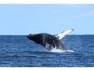 【奄美・北部】ホエールウォッチング（半日コース）大迫力のクジラのジャンプに感動体験！大型クルーザーで快適クルージング♪