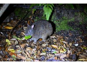 奄美大島【当日予約可能】原生林で野生動物ナイトツアー（120分）※口コミ投稿で撮影データ無料プレゼント※お一人様歓迎！！