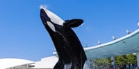 千葉 鴨川シーワールド 入館チケット 予約(即日発券)