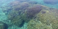 【鹿児島・与論島】百合ヶ浜渡し&赤崎サンゴの森 シュノーケリングツアー!