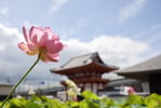 奈良・西ノ京ロータスロード四ヶ寺共通拝観券（西大寺、喜光寺、唐招提寺、薬師寺）