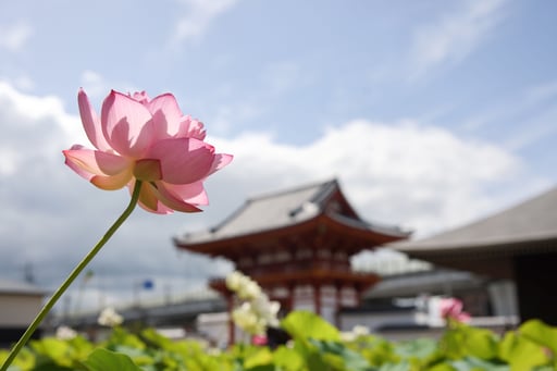 奈良・西ノ京ロータスロード四ヶ寺共通拝観券（西大寺、喜光寺、唐招提寺、薬師寺）