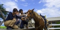 【熊本・阿蘇】乗馬体験(ホーストレッキング:マウンテンビューコース)