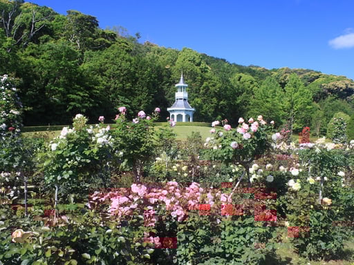 静岡 河津バガテル公園 入園Eチケット<ドリンク100円割引特典>