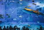 沖縄 美ら海水族館 入館Eチケット 予約(即日発券)