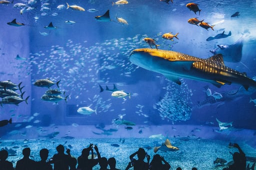 沖縄 美ら海水族館 入館Eチケット 予約(即日発券)