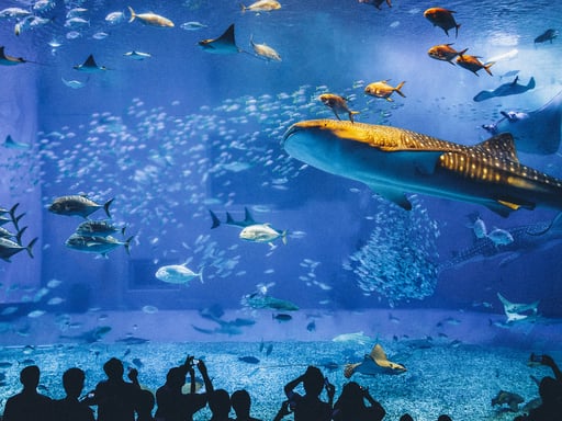 沖縄 美ら海水族館 入館Eチケット 予約(即日発券)