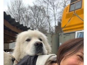 うわぁぁぁぁっ！！SPY×FAMILYでも人気の大型犬、グレピと遊ぼ！十和田湖・奥入瀬渓流から車で５分