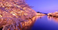[新旅.jp] 【2026年】全国の桜の名所・お花見スポット