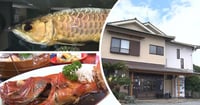 [新旅.jp] 【静岡県御前崎市・割烹民宿 聖火】まるで水族館！アロワナもエイも泳ぐ民宿 安くて豪華な海の幸を堪能