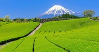 [新旅.jp] 【2026最新】現地スタッフ厳選！静岡県のおすすめ観光スポット35選