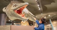 [新旅.jp] 町全体が「恐竜ワールド」！日本屈指の発見がざくざくの博物館をたっぷり満喫するポイントを解説｜北海道・むかわ町「穂別博物館」