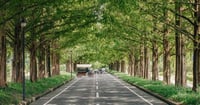 [新旅.jp] 【滋賀】絶景スポットでかわいい馬と一緒に映える写真を撮ろう！「メタセコイアと馬の森」の楽しみ方ガイド