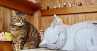 [新旅.jp] 【静岡県島田市・康泰寺】幸せ運ぶ“ネコ副住職” 心も体も癒やすお地蔵様にたくさん会える寺