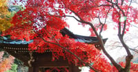 [新旅.jp] 鎌倉のおすすめ紅葉名所12選！見頃時期や2025年ライトアップ情報も