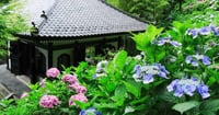 [新旅.jp] 鎌倉のあじさい名所～2025年おすすめスポット16選～