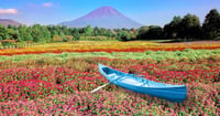 [新旅.jp] 富士山麓でひと足早い秋を満喫！富士本栖湖リゾートで「虹の花まつり」開幕