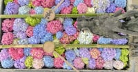 [新旅.jp] “花手水発祥の地” 京都・柳谷観音 楊谷寺で「あじさいウィーク2026」開催