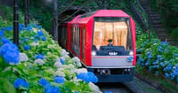 [新旅.jp] 箱根の夜を照らす紫の輝き！観光列車「夜のあじさい号」で堪能する初夏の風物詩