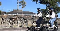 [新旅.jp] 【アドベンチャーワールド】パンダがいなくても楽しい！五感で満喫する8つの体験が新登場！