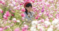 [新旅.jp] コスモスやコキアの花畑がフォトジェニック！香川「国営讃岐まんのう公園」で秋フェスタ開催中