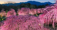 [新旅.jp] ピンク色の絶景！しだれ梅の名所・三重「鈴鹿の森庭園」が2月21日から一般公開