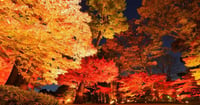 [新旅.jp] 関東の紅葉名所28選！2025年見頃やライトアップ情報も