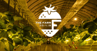 [新旅.jp] 千葉の農園リゾート「THE FARM」で、今冬も“ナイトいちご狩り”がスタート