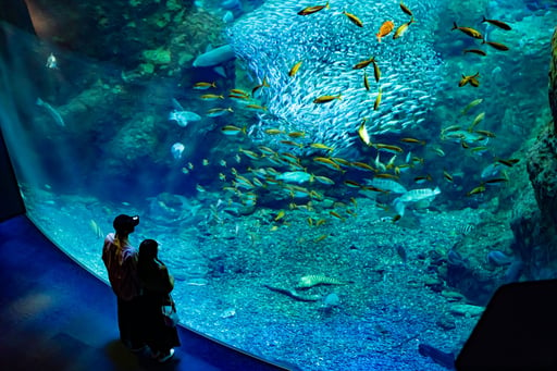 神奈川 新江ノ島水族館 入場Eチケット