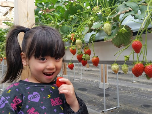 群馬 沼田 いちご狩り 30分食べ放題 <天候を気にせず楽しめる!>