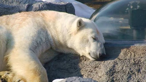 旭山動物園 Eチケット 入場券 ＜日本最北の動物園＞