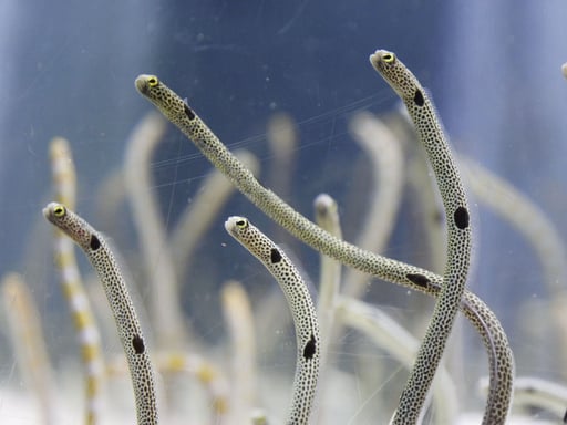 スカイツリーエンジョイパック(すみだ水族館入場プラン)
