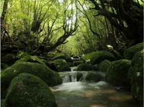【屋久島・装備レンタル無料】白谷雲水峡～太鼓岩ツアー
