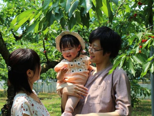 山形 寒河江市 さくらんぼ狩り 30分 体験＋無料入浴 予約＜ファミリーやカップルにおすすめ＞