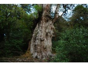 【鹿児島・屋久島】縄文杉登山～迫力の縄文杉と大自然を体感できる膨大コース～健脚者向き（早朝発・１日）