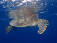 鹿児島 奄美大島 ウミガメに高確率で会える！シュノーケーリング半日コース＜送迎付き＞