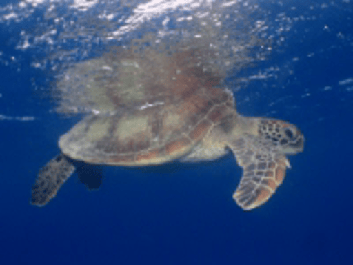 鹿児島 奄美大島 ウミガメに高確率で会える!シュノーケーリング半日コース<送迎付き>