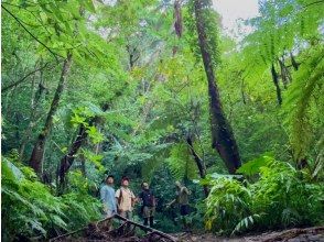 【奄美大島・名瀬エリア送迎可能】金作原原生林ツアー 予約＜ユネスコ世界自然遺産エリア / 認定ガイド＞